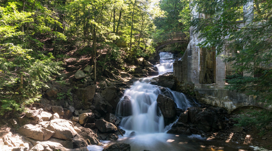 Seasonal Grooming Tips: Transition Your Dog from Summer to Fall