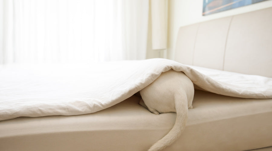 Soothing Solutions: What Can I Put On My Dog’s Irritated Skin