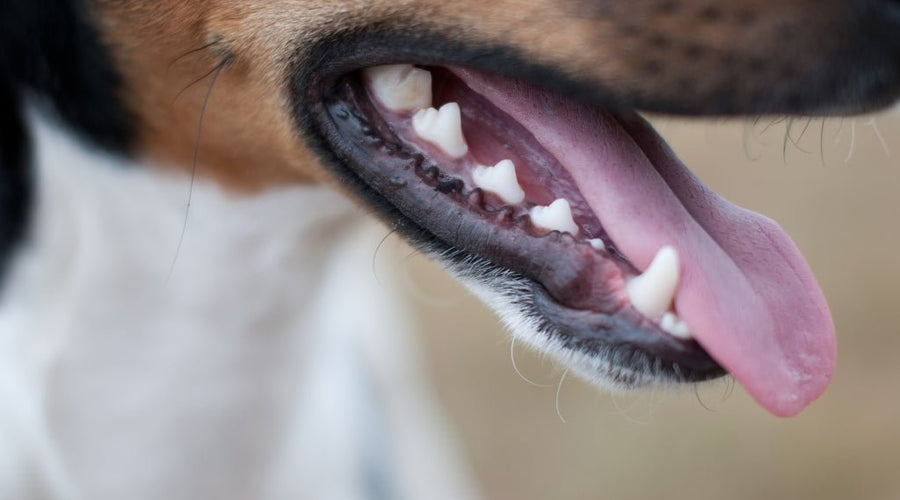 The Importance of Brushing Your Dog's Teeth: A Guide to Canine Dental Health