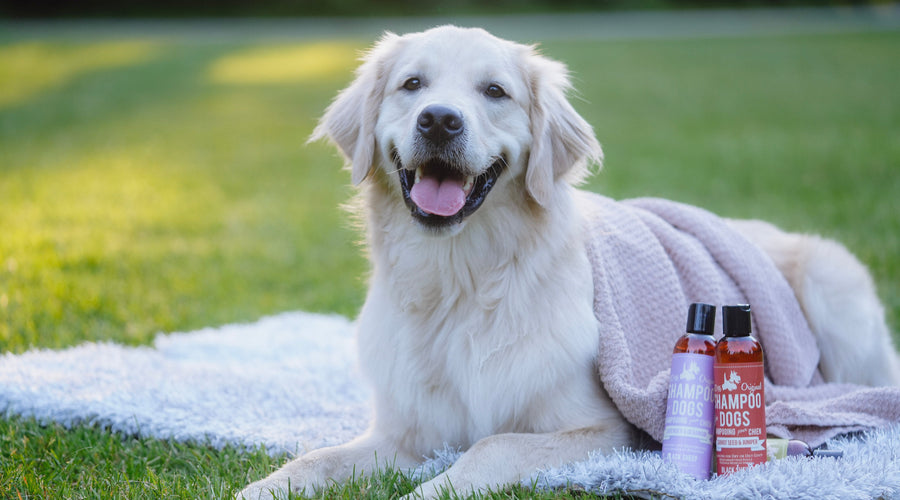 The Tell-Tale Tush: What Healthy Dog Skin Looks Like