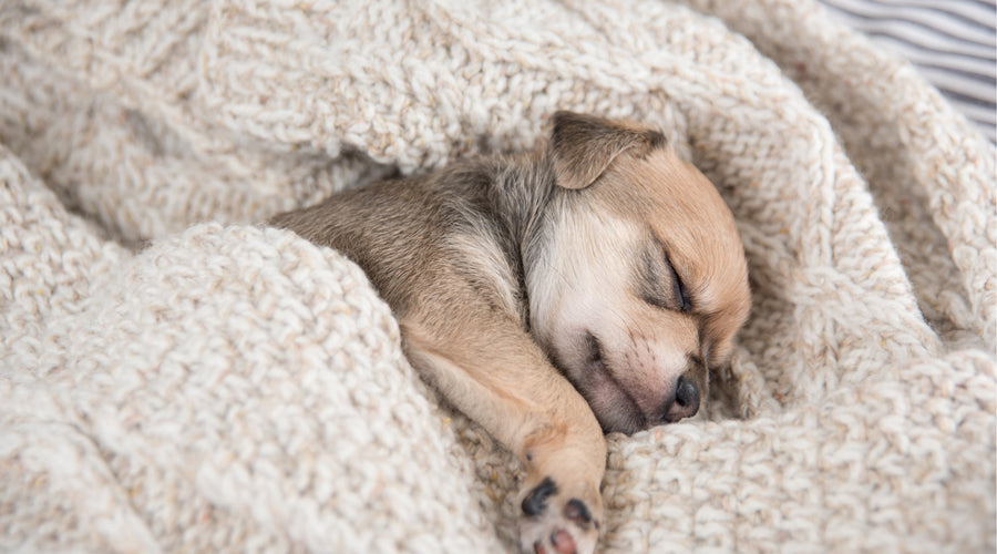 Understanding Dog Itching: Causes, Solutions, And Ways To Relieve It