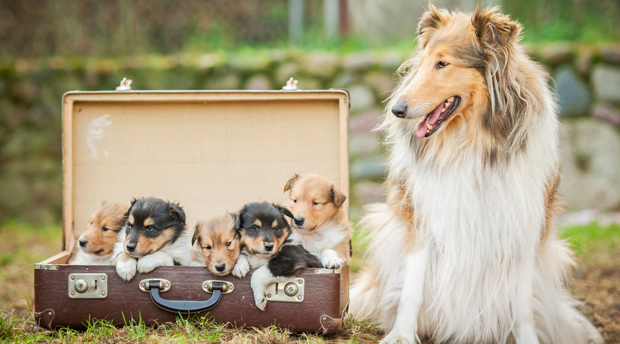 Understanding The Causes And Treatment Options For Hair Loss In Dogs