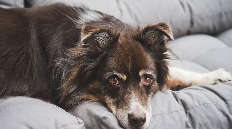 What Is The Best Way to Clean a Dog Kennel?
