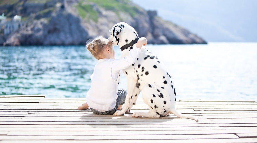 What to Do for Dog Skin Allergies: Comprehensive Guide