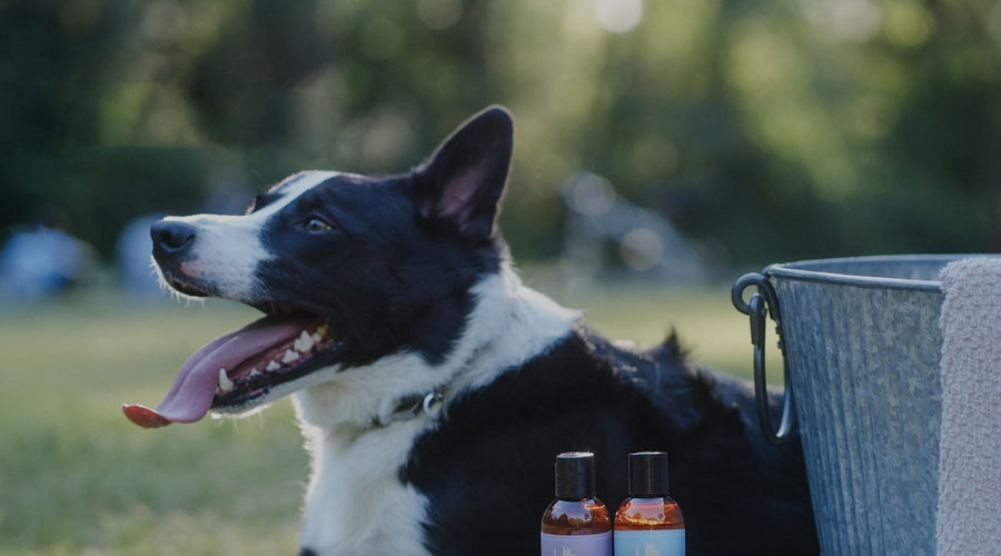 Why Do Dogs Hate Baths?