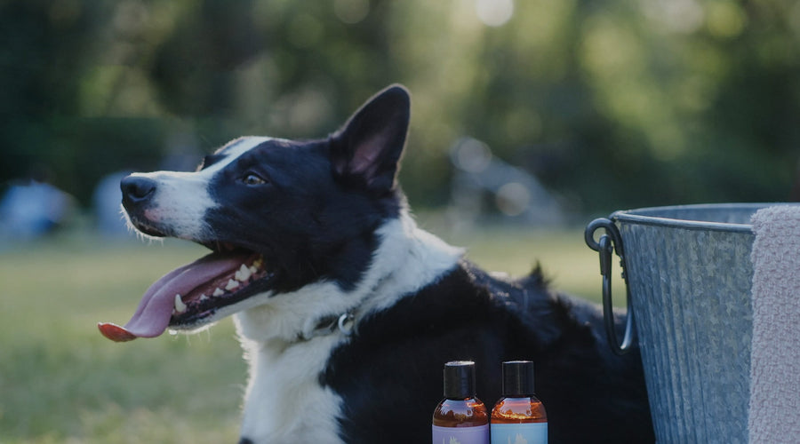 What to Do If Your Dog Hates Showering?