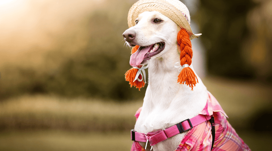 Winter Fashion for Furry Friends: Should Dogs Wear Clothes?