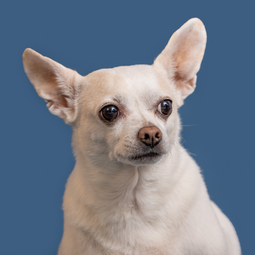 Chihuahua image with blue background