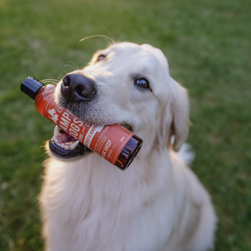 Golden Retriever with our dog shampoo product