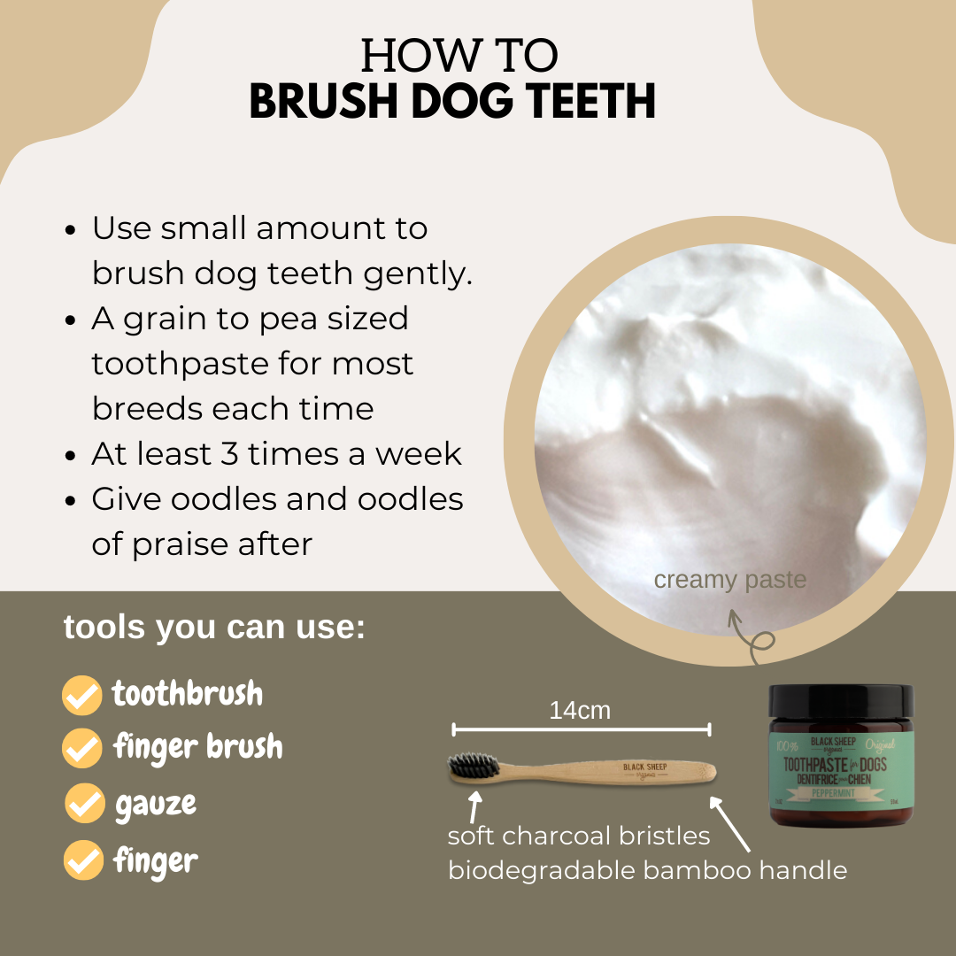 A how to brush dog teeth graphic with clear instructions