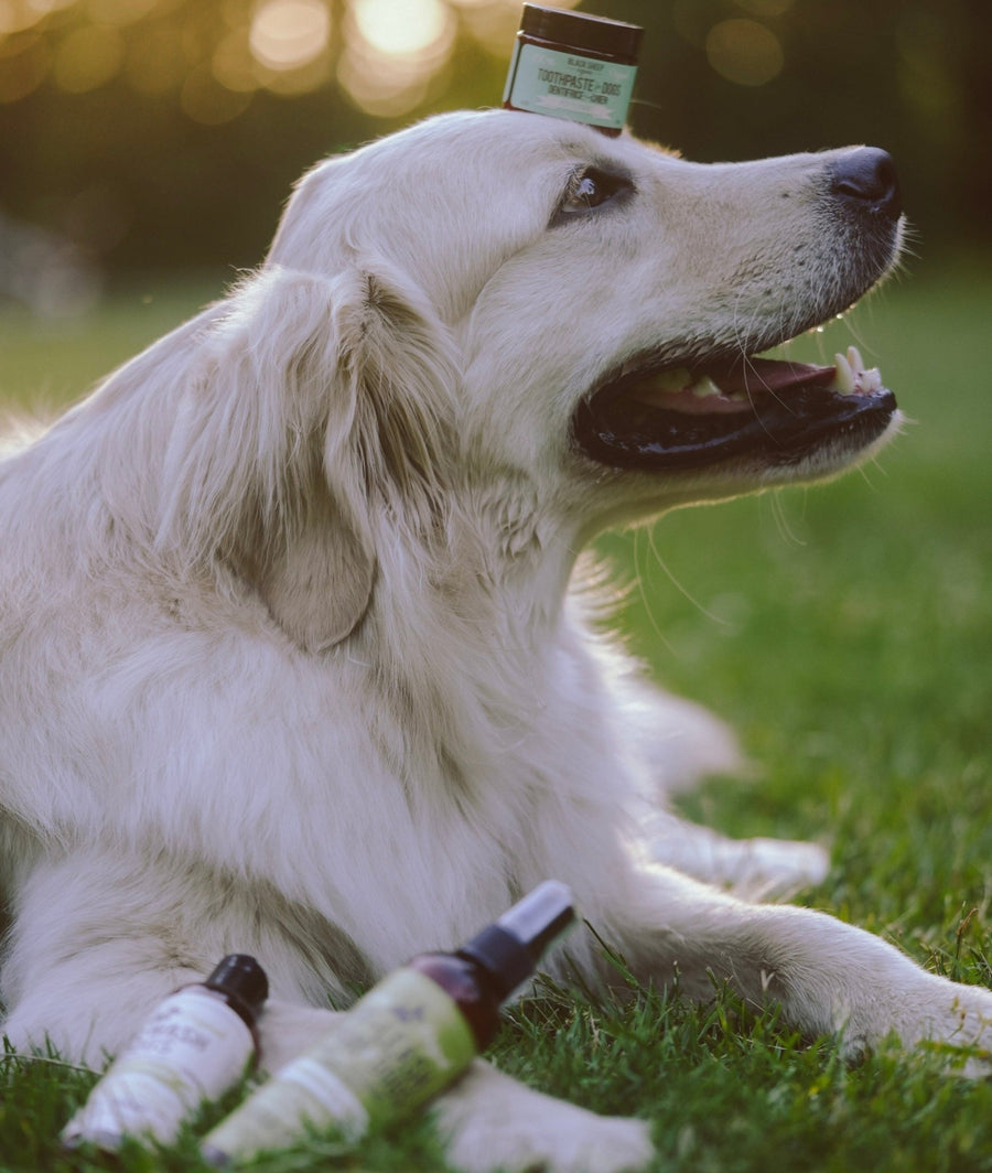 Natural Dog Care Full Set - Lemongrass & Mint