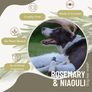 Natural Dog Ear Cleaner – Rosemary & Niaouli