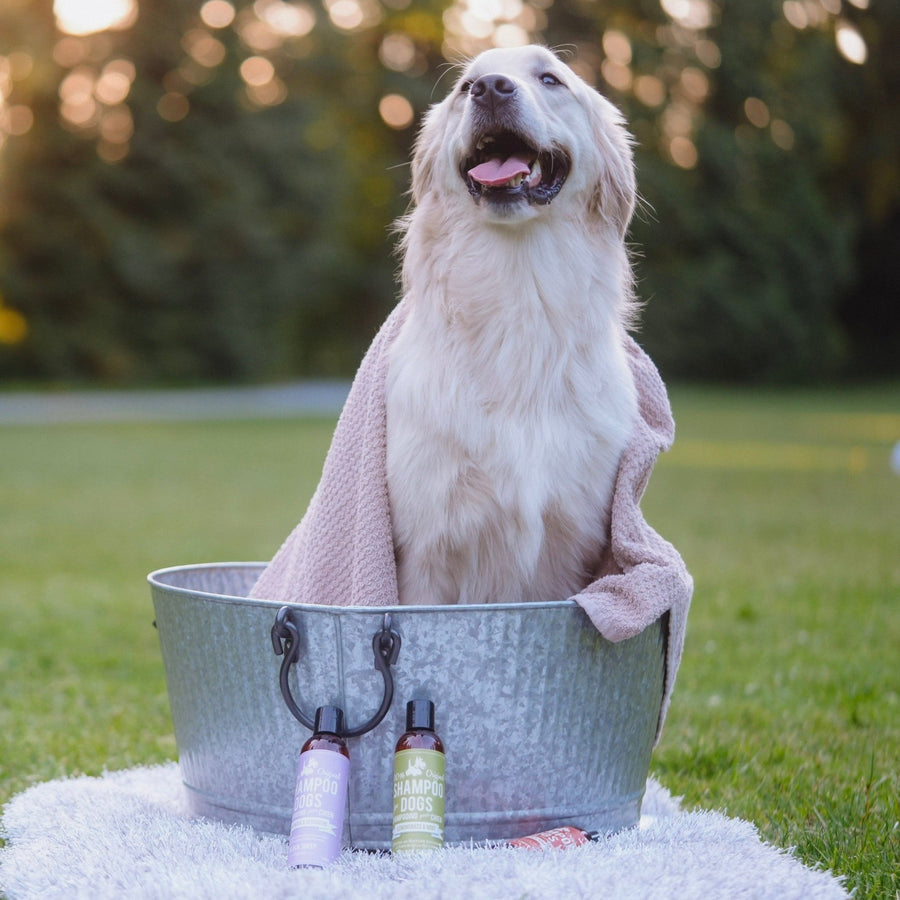 anti-itchy dog shampoo